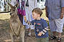 hand feeding a kangaroo