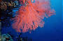 Gorgonian Fans, Coral Sea
